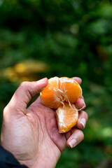 African American woman, Black woman hand holding fresh Okinawa tankan orange segments from citrus...