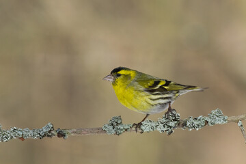 Bird Siskin Carduelis spinus male, small yellow bird, winter time in Poland Europe	