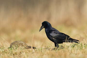 Bird Rook corvus frugilegus landing, black bird in autumn time, Poland Europe	