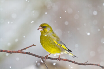 European greenfinch Chloris chloris or common greenfinch songbird	