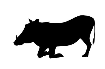 Isolated Silhouette Warthog on Knees