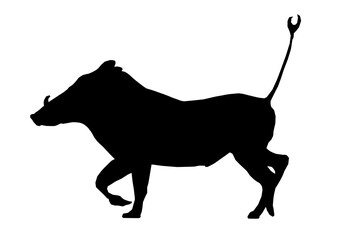 Isolated Silhouette Warthog Running