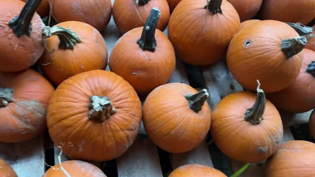 Slow pan across group of pumpkins at a pumpkin patch. Overhead 4K Shot.