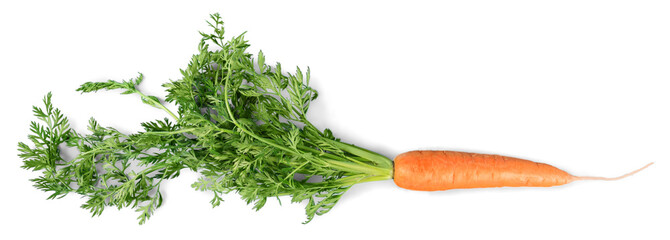 Fresh ripe carrot isolated on white background