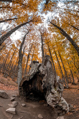 Chestnut forest in autumn