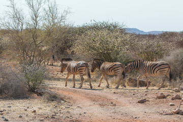 Fototapeta na wymiar Plains zebra or Burchell zebra at Oanob park, Namibia.