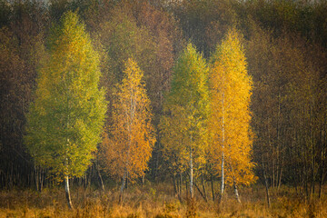 Fototapeta premium October landscape - amazing misty foggy morning in autumn season, beautiful trees with colorful leaves, Poland, Europe, Podlasie Knyszyn Primeval Forest