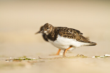 bird - Ruddy Turnstone migratory Arenaria interpres shorebird, migratory bird, Poland Europe Baltic Sea	