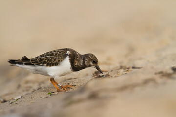 bird - Ruddy Turnstone migratory Arenaria interpres shorebird, migratory bird, Poland Europe Baltic Sea	