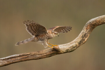 Birds of prey Sparrowhawk Accipiter nisus, hunting time bird sitting on the branch, Poland Europe	
