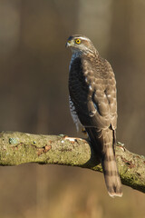 Birds of prey Sparrowhawk Accipiter nisus, hunting time bird sitting on the branch, Poland Europe	