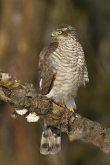 Birds of prey Sparrowhawk Accipiter nisus, hunting time bird sitting on the branch, Poland Europe	