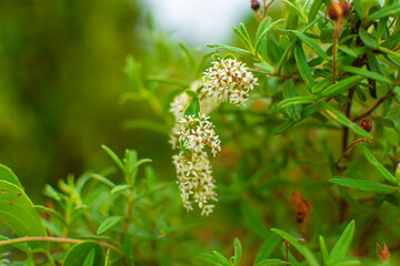 Fotografía macro de una Ligustrum obtusifolium