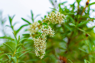 Fotografía macro de una Ligustrum obtusifolium