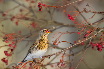 fieldfare, Turdus pilaris, bird eating berries on a hawthorn bush during Autumn season	