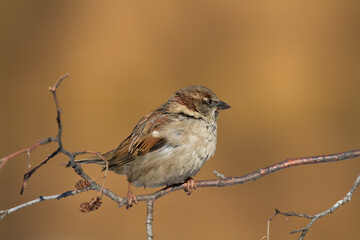 Bird - House sparrow Passer domesticus sitting on the branch	