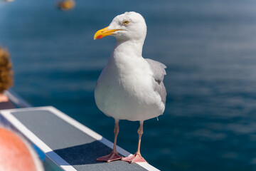 Common Seagull (Herring Gull) perched on a boat in Wales