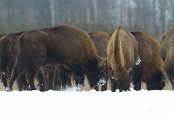 Mammals - wild nature European bison ( Bison bonasus ) Wisent herd standing on the winter snowy field North Eastern part of Poland, Europe Knyszynska Primeval Forest