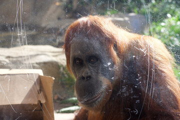 orangutan looking at the camera through the scratched plexiglass © Traci Hardin