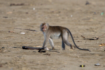 The crab-eating macaque or Macaca fascicularis is native to Southeast Asia.