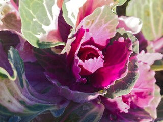 Obraz premium Brassica oleracea wonderful blooming red cabbage