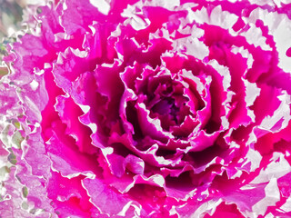 Brassica oleracea wonderful blooming red cabbage
