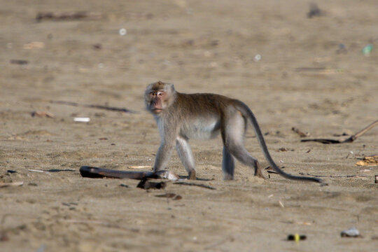 Crab-Eating Macaque