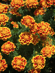橙色のマリーゴールドの花　俯瞰撮影　縦位置