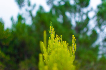 Fotografía macro de Erica scoparia