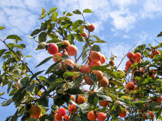 熟した実をつけた街路樹の柿の木