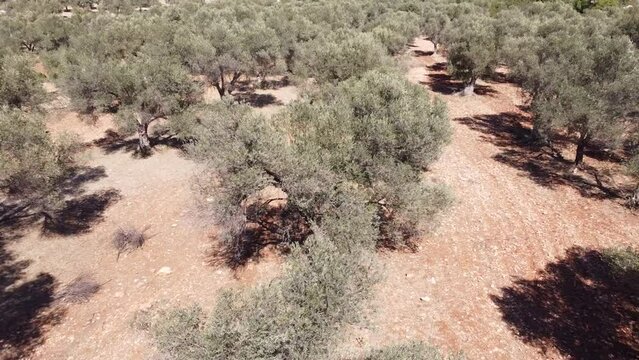 A so-called Droni drone flight (45 degree angle remove) over an olive grove on the Turkish Aegean coast. Strong wind shakes the evergreen branches.