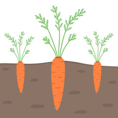 Carrot in the ground, root vegetable. Vector Illustration for backgrounds, covers and packaging. Image can be used for greeting cards, posters, stickers and textile. Isolated on white background.