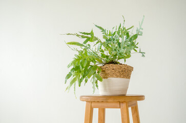 Houseplant phlebodium in a large wicker pot standing on a wooden stool on a white background, with copyspace