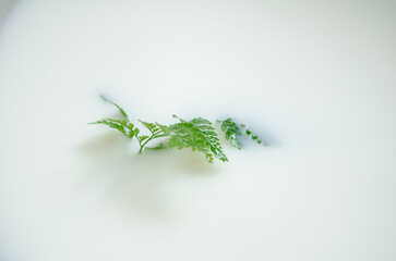 Tender green leaf of fern lies in a bath of white milk, the concept of peace, mental therapy and cleanliness, background for articles about psychology or cosmetology