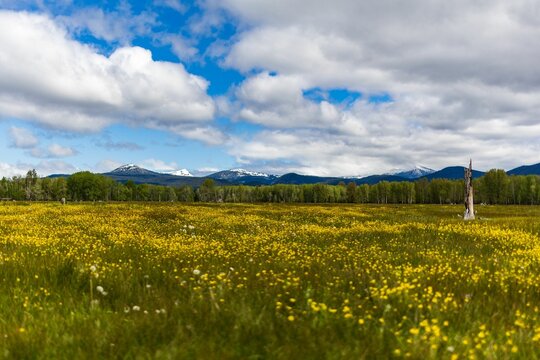 Field with yellow flowers on the background of dense trees and the snow-capped Mt. Scott, Oregon