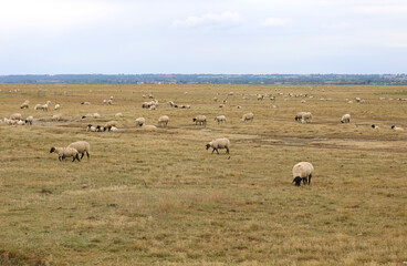 Obraz premium flock of sheep of breed SUFFOLK with BLACK legs and black head in the pasture