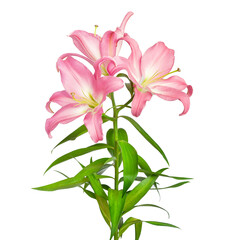 Naklejka premium Lilies flowers. Pink lilies. Flowers are isolated on a white background