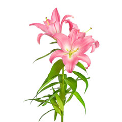 Lily flowers. Pink lilies. Flowers isolated on white background