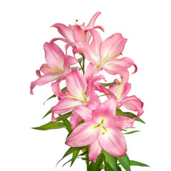 Lilies flowers. Pink lilies. Flowers isolated on white background