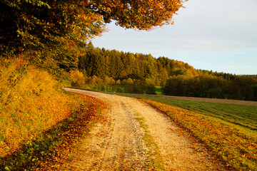 a road leading through the scenic sundrenched autumnal landscape with yellow trees and still green meadows of the Bavarian countryside (Konradshofen village in Bavaria, Germany)