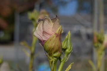 flower in the garden