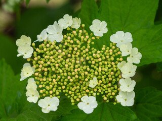 Natural texture with white flowers and green leaves. Blooming inflorescences of viburnum close-up