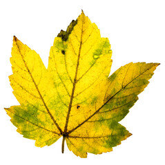 Backlit, isolated maple or Acer leaf in autumn, close up, on a black background