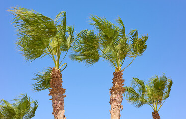 Picture of Doum palm trees on a windy day against the blue sky.