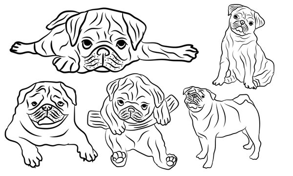 Pug dog black and white hand drawn cartoon portrait, Sitting and looking forward, Dogs, Funny happy smiling pug,  pets themed design element, icon, logo