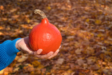 The hand of a young girl in a blue knit sweater holds a small orange pumpkin against a background of autumn leaves