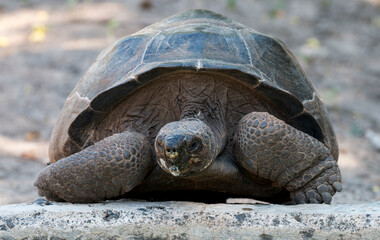 portrait of Galapagos Giant tortoise
