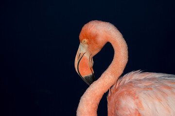 portrait of a flamingo, Galapagos