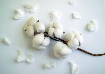 Cotton on a white background.