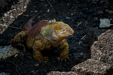 land iguana, Santa Cruz